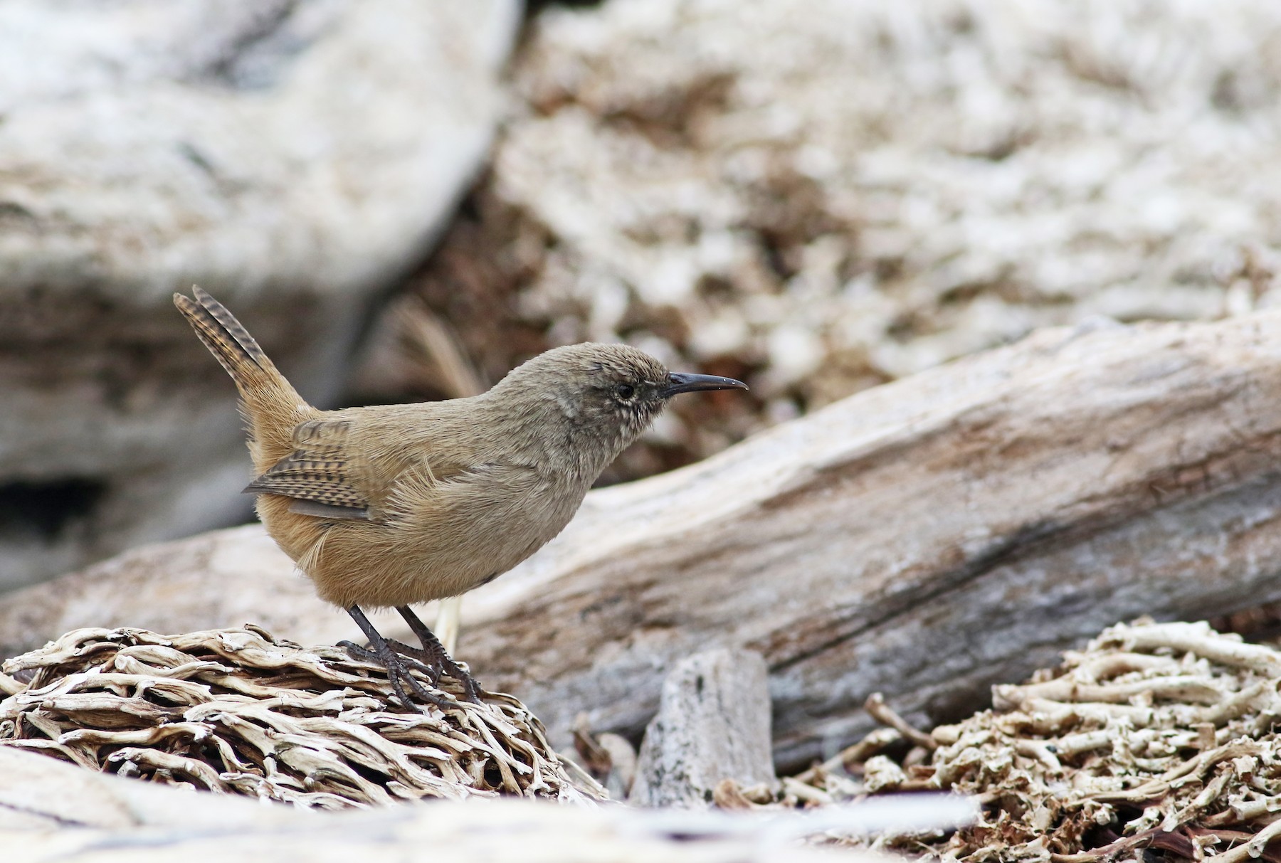 Cobb's Wren - eBird