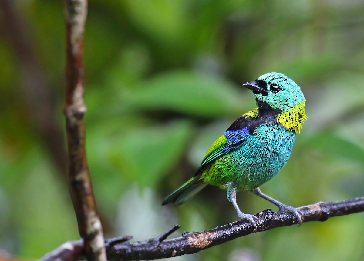 Green-headed Tanager - ML32799321