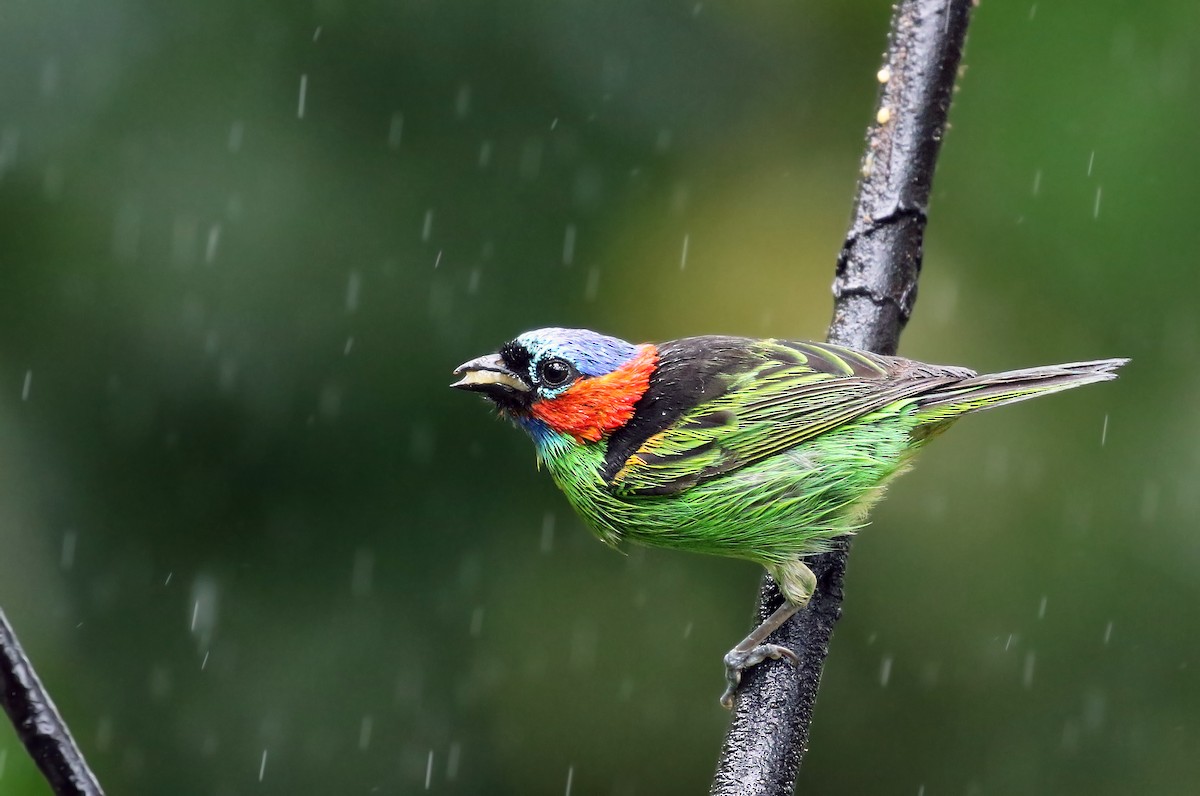 Red-necked Tanager - ML32799341
