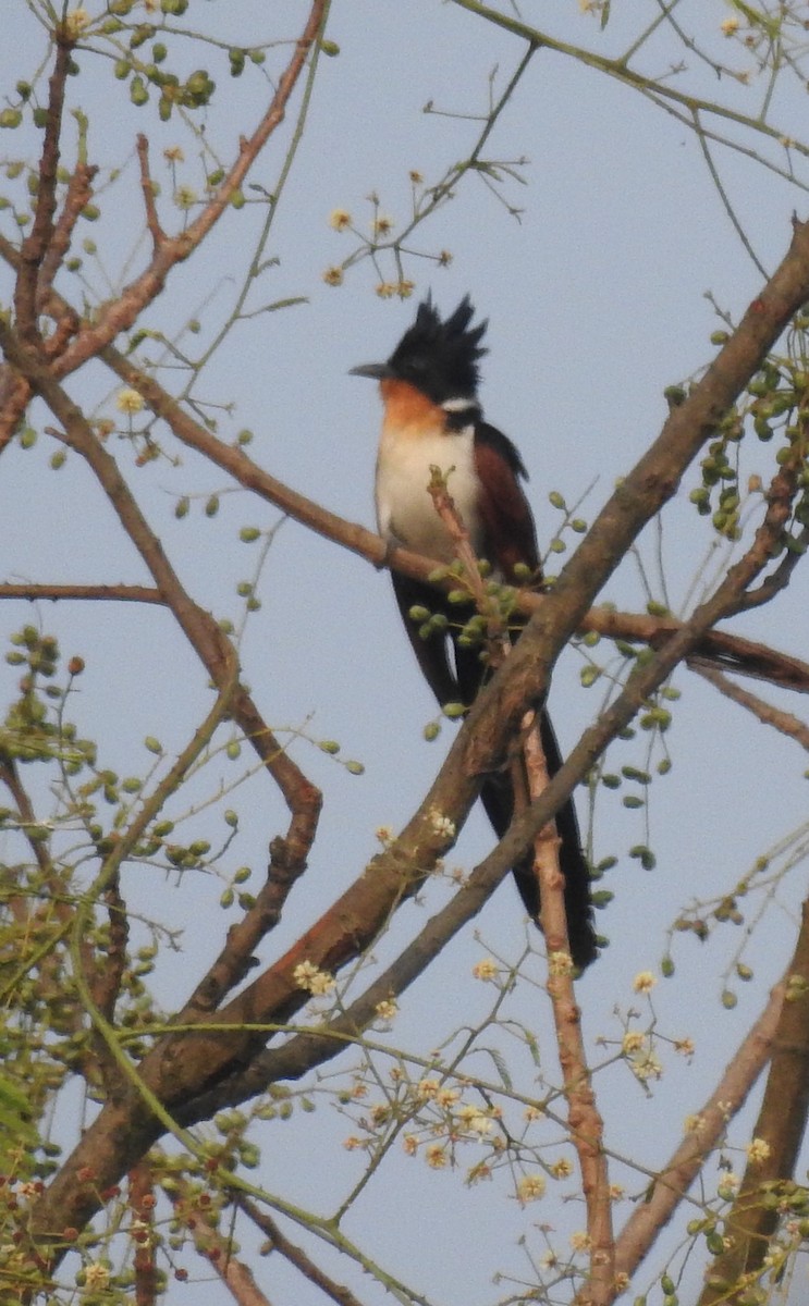 Chestnut-winged Cuckoo - Praveen J