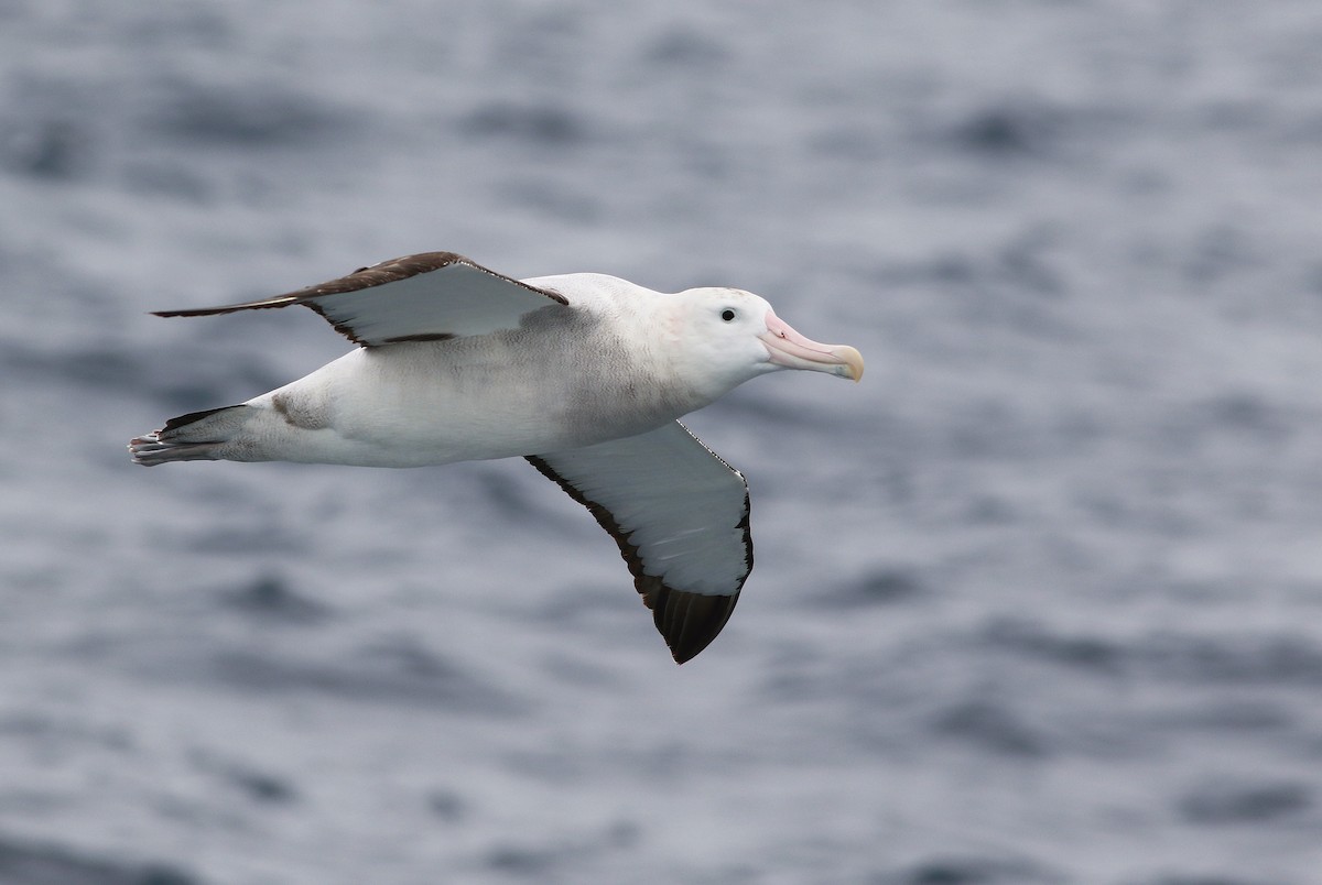 Snowy/Tristan/Antipodean Albatross - Andrew Spencer