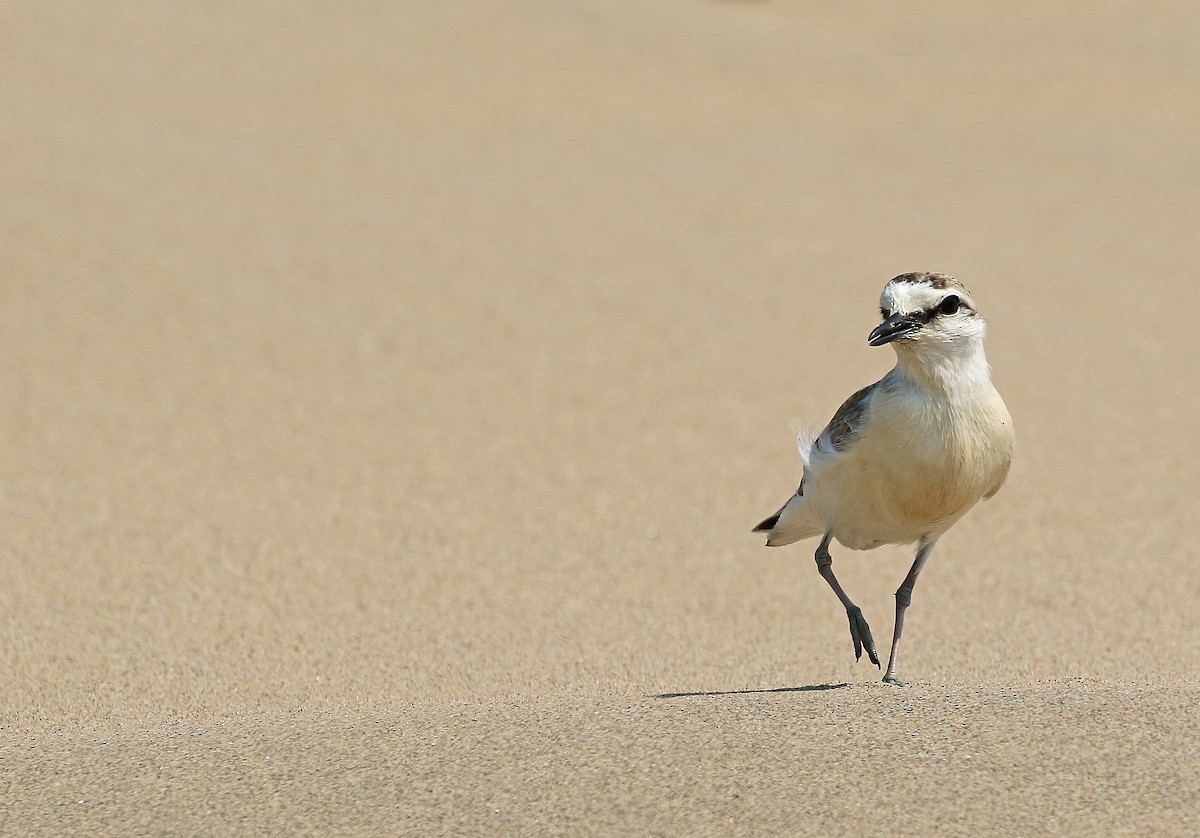 White-fronted Plover - ML32800611