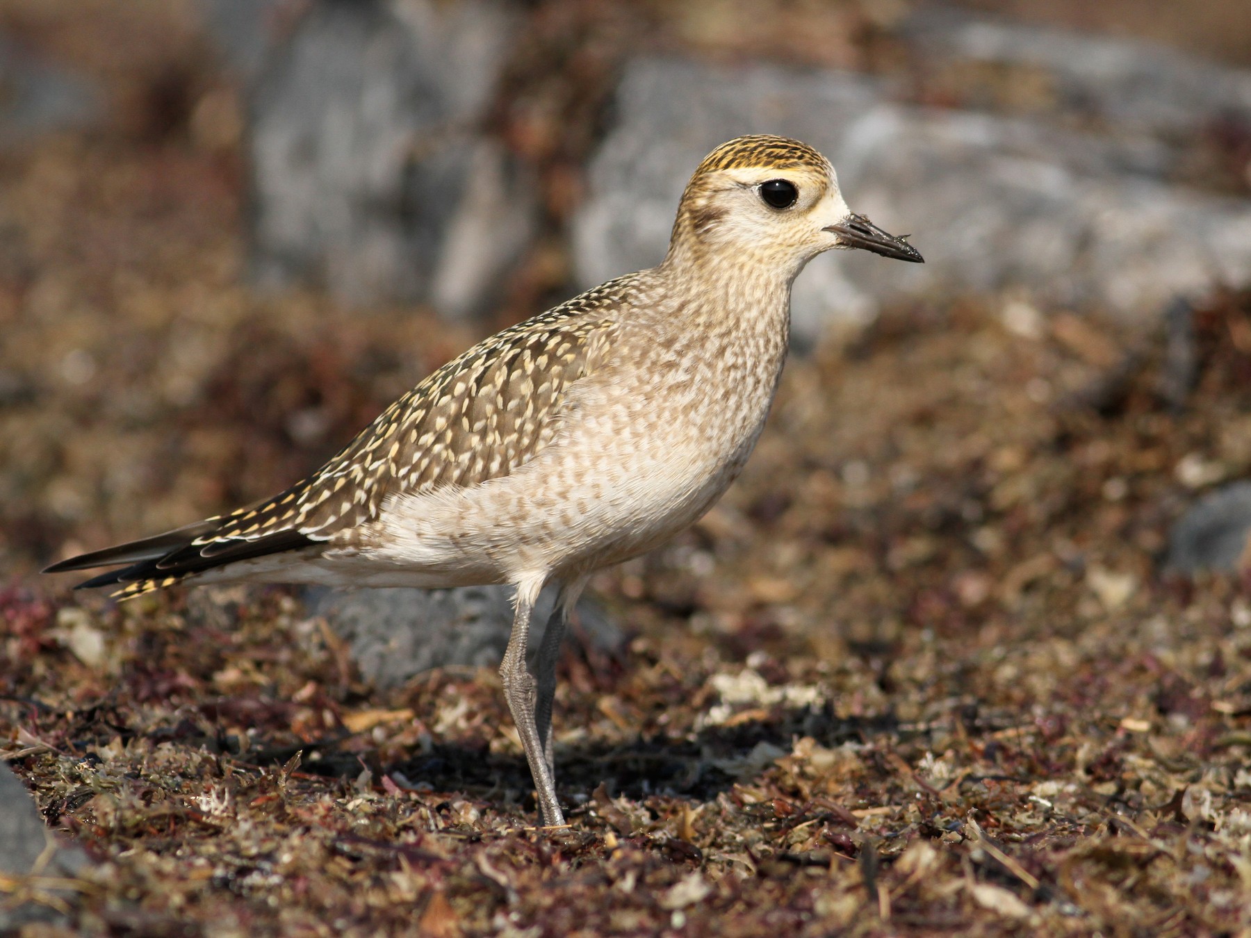 American Golden-Plover - eBird