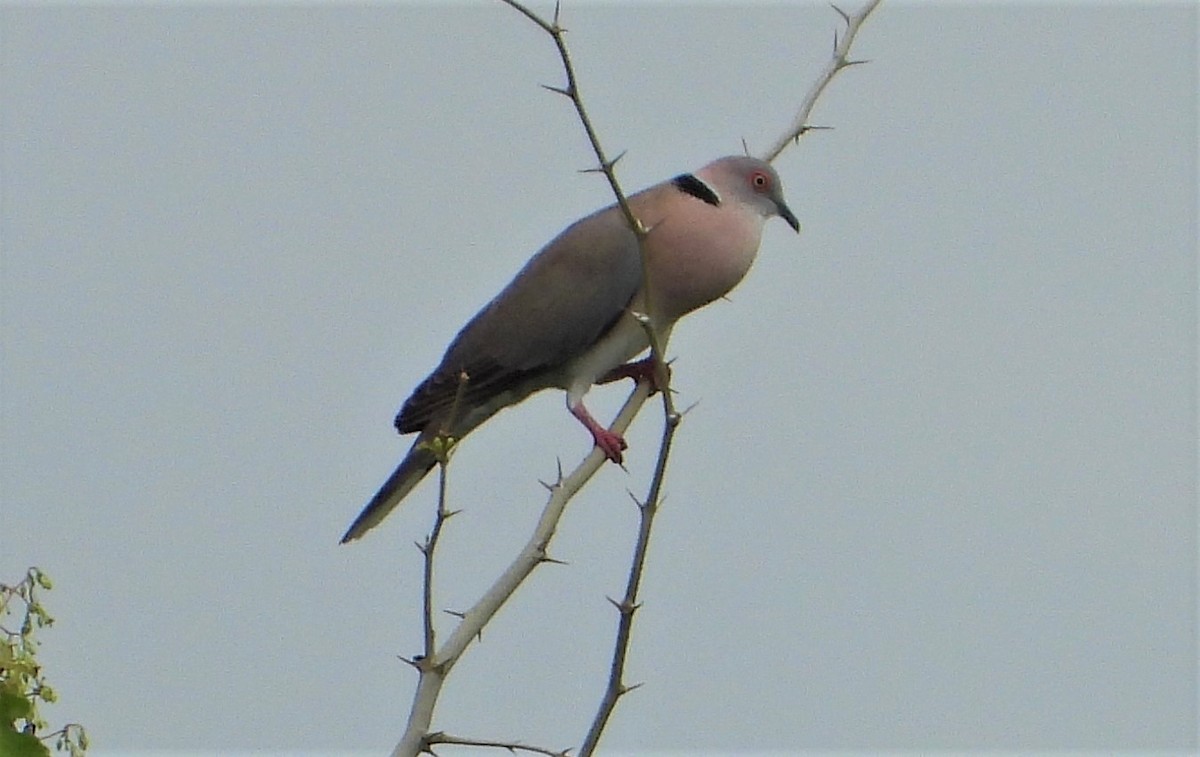 Mourning Collared-Dove - Dean Martin