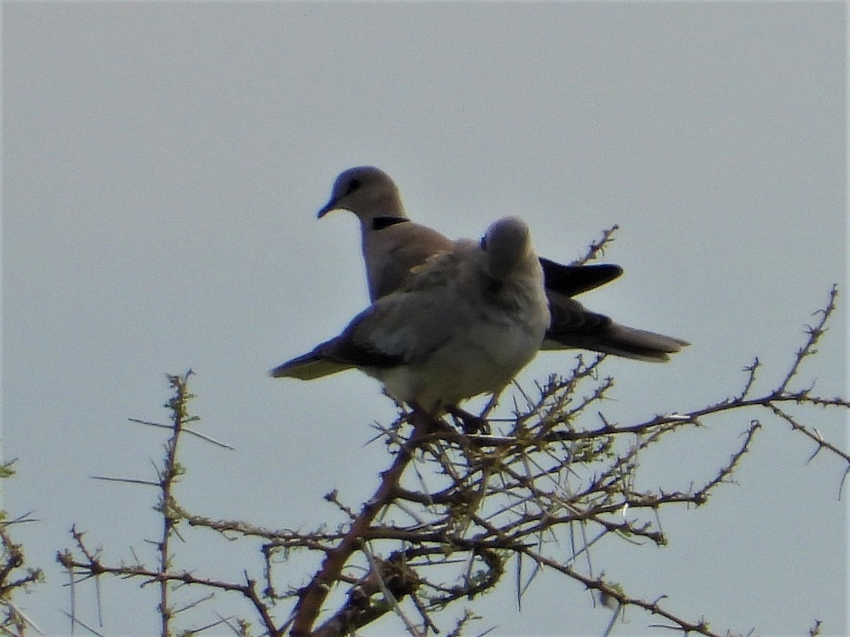 Ring-necked Dove - ML328011521