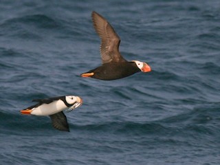 Breeding adult (with Tufted Puffin) - Brian Sullivan - ML32801281