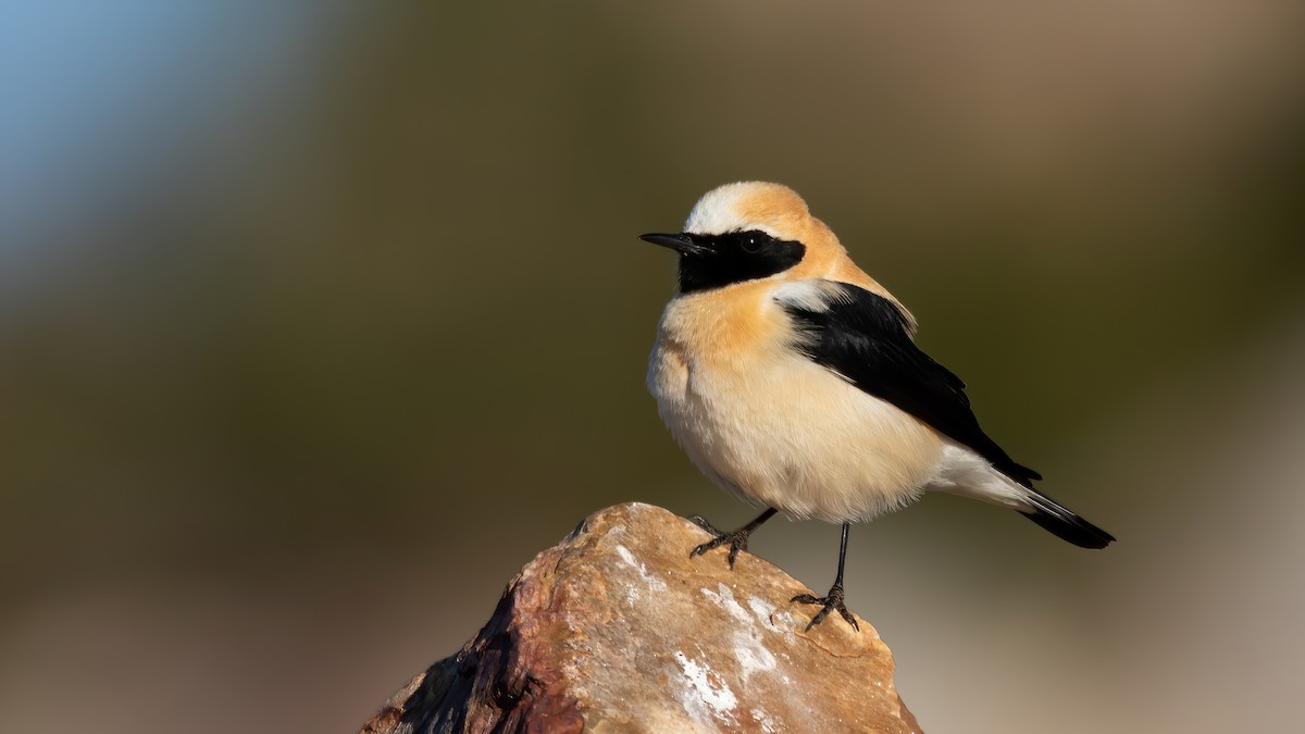 Western Black-eared Wheatear - Iker Fernández Martínez