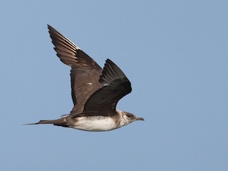  - Parasitic Jaeger