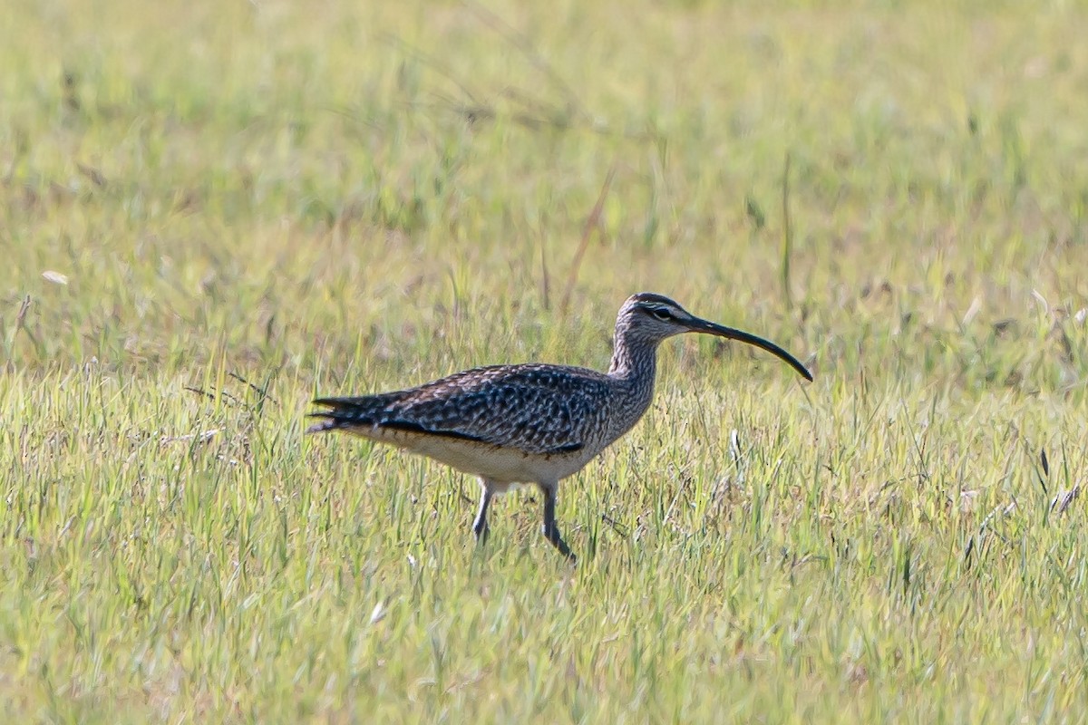 Whimbrel - Shawn Cooper
