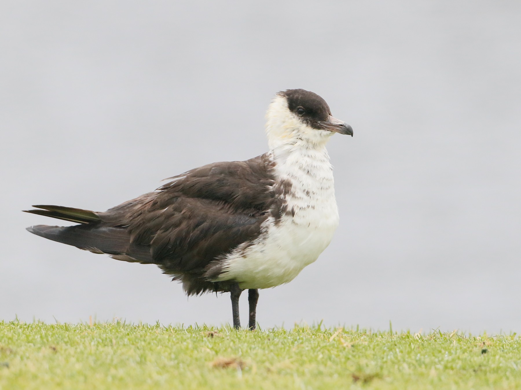 Pomarine Jaeger - Brian Sullivan