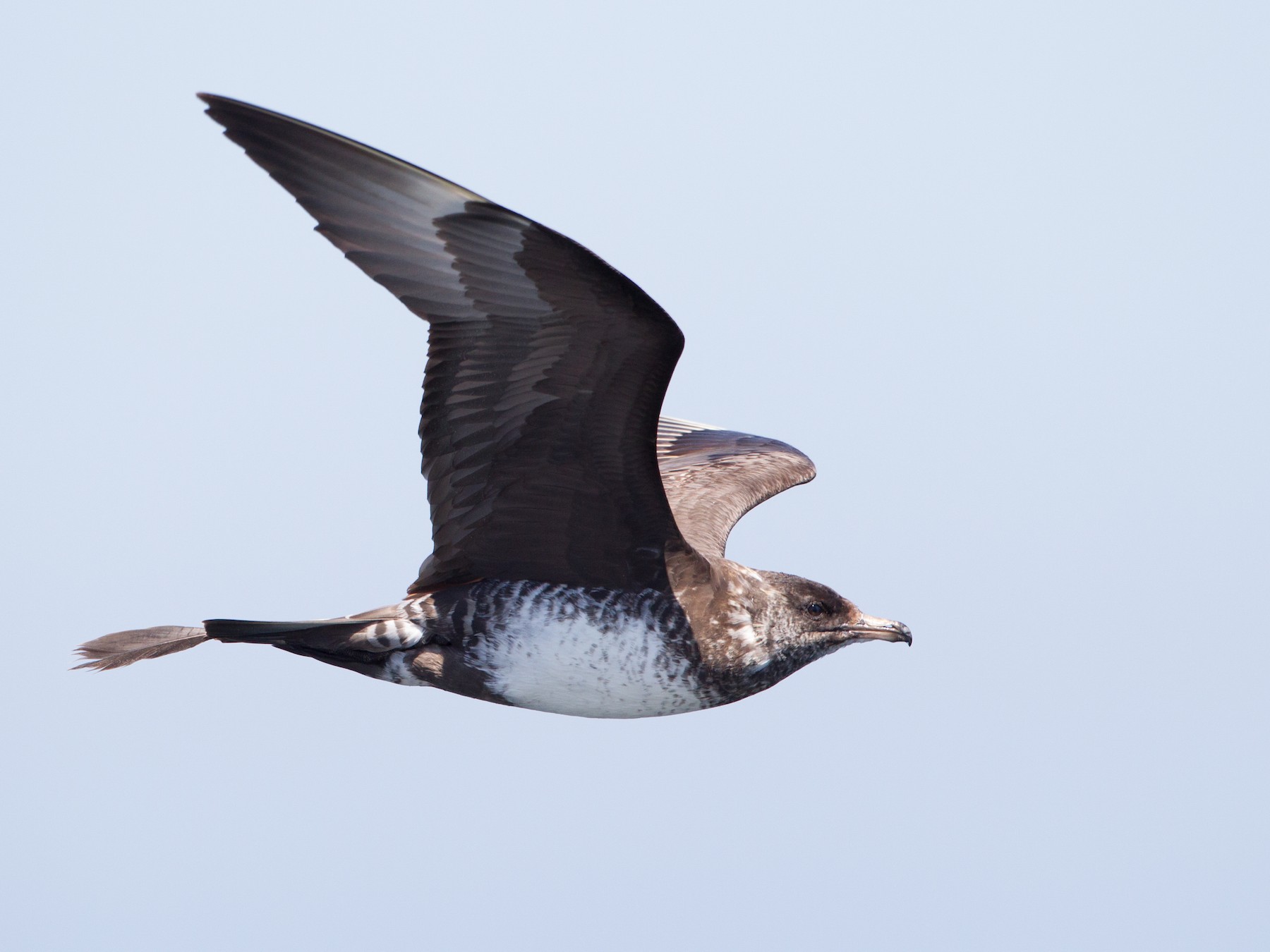 Pomarine Jaeger - Brian Sullivan