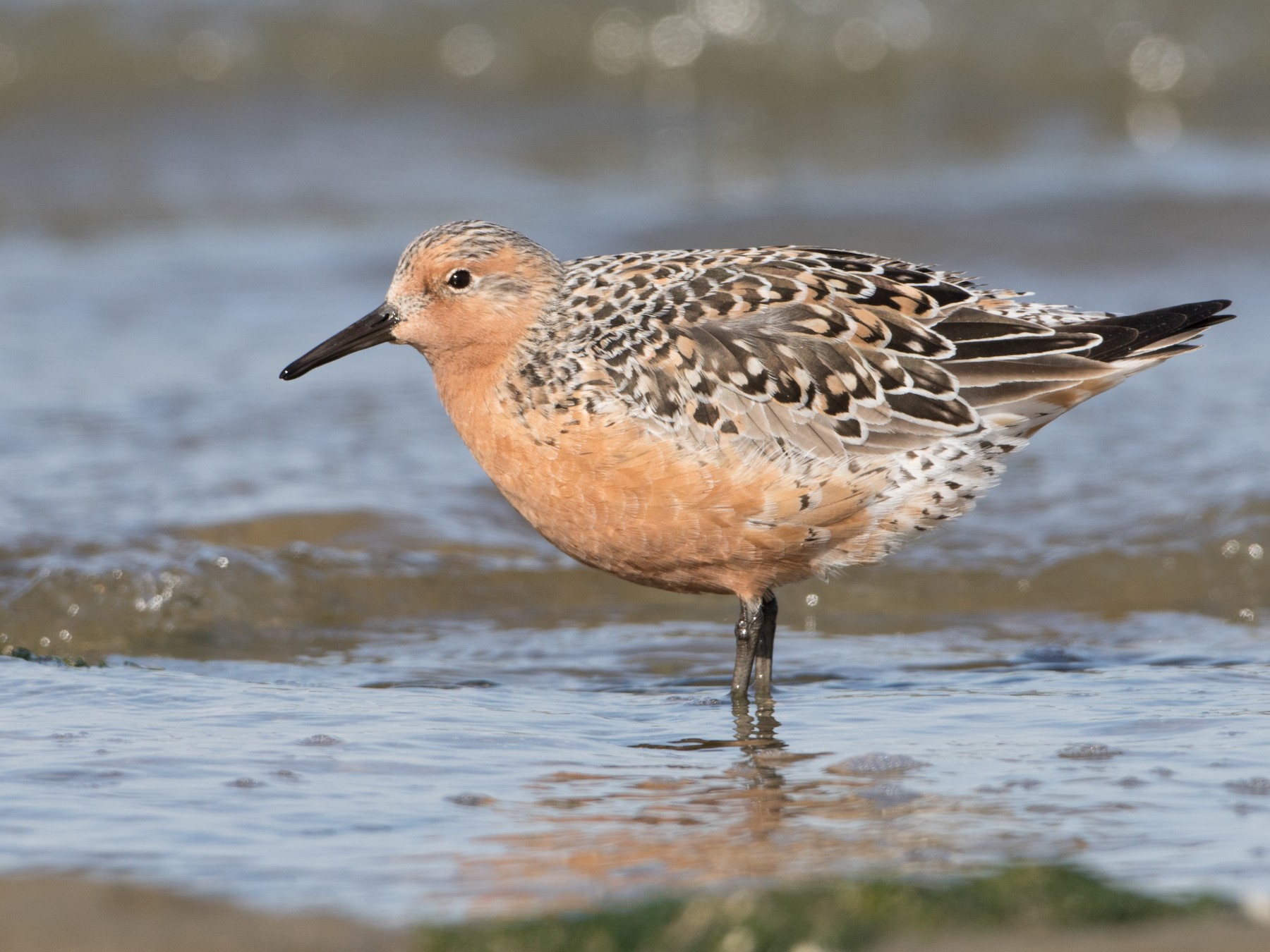 Red Knot - Brian Sullivan