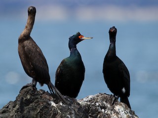 繁殖期の成鳥 (with Pelagic Cormorants) - Brian Sullivan - ML32802191