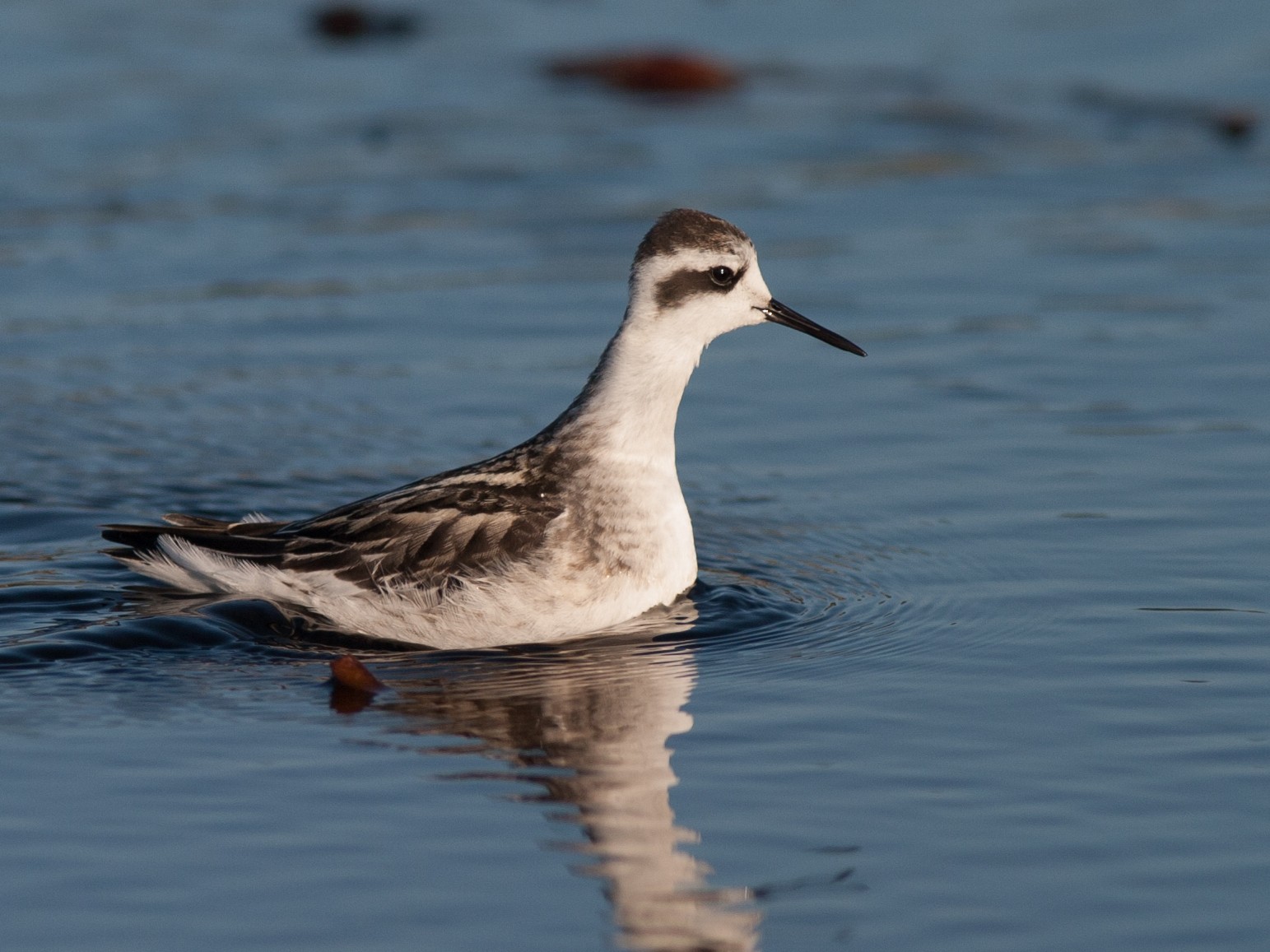 Red-necked Phalarope - eBird