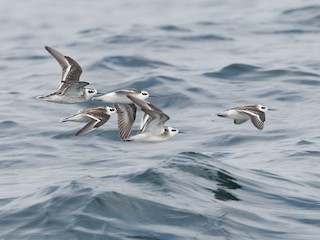  - Red-necked Phalarope