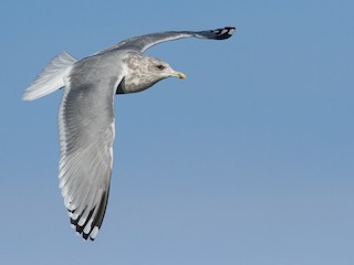 Nonbreeding adult - Luke Seitz - ML32802691