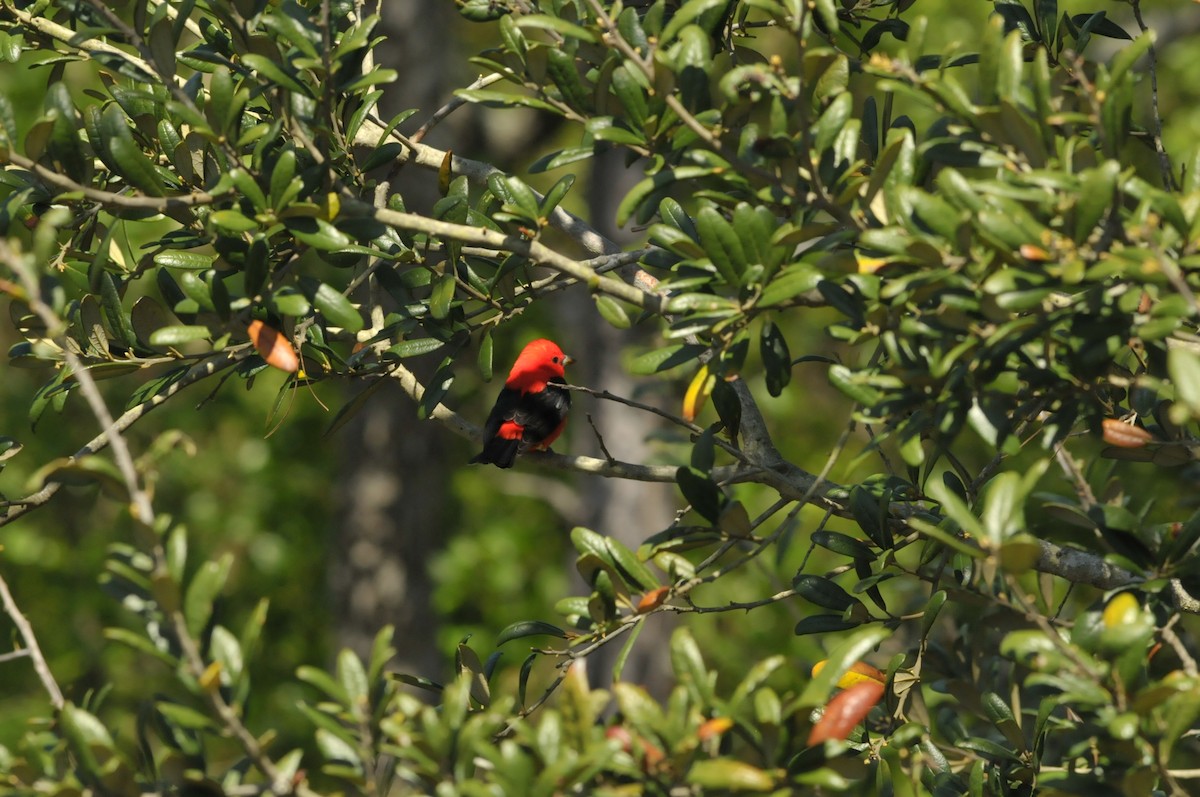 Scarlet Tanager - ML328027711