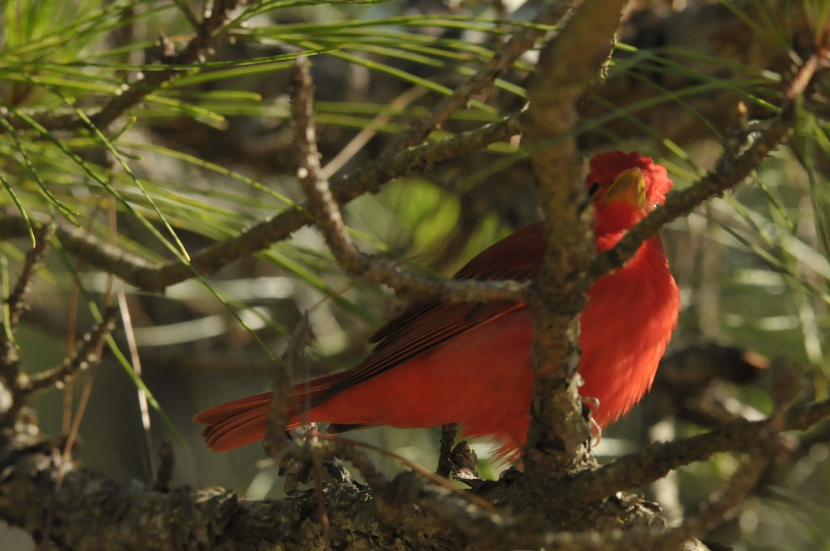Summer Tanager - Ashley Peters
