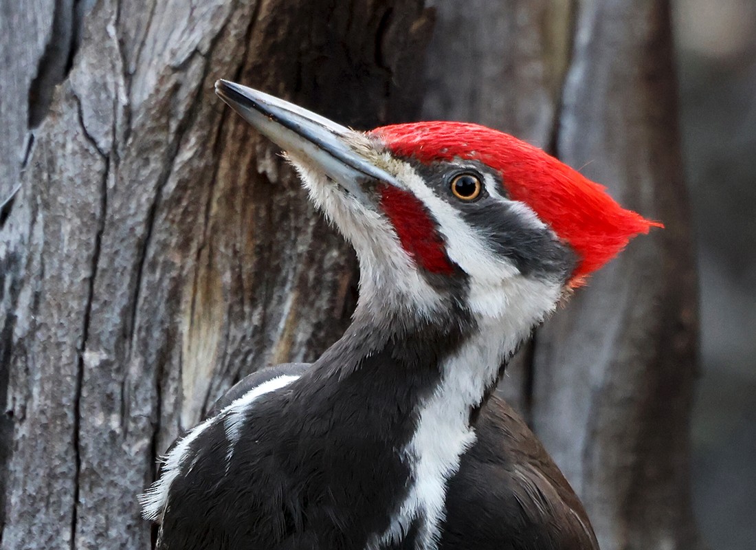 Pileated Woodpecker - Tom  Kogut