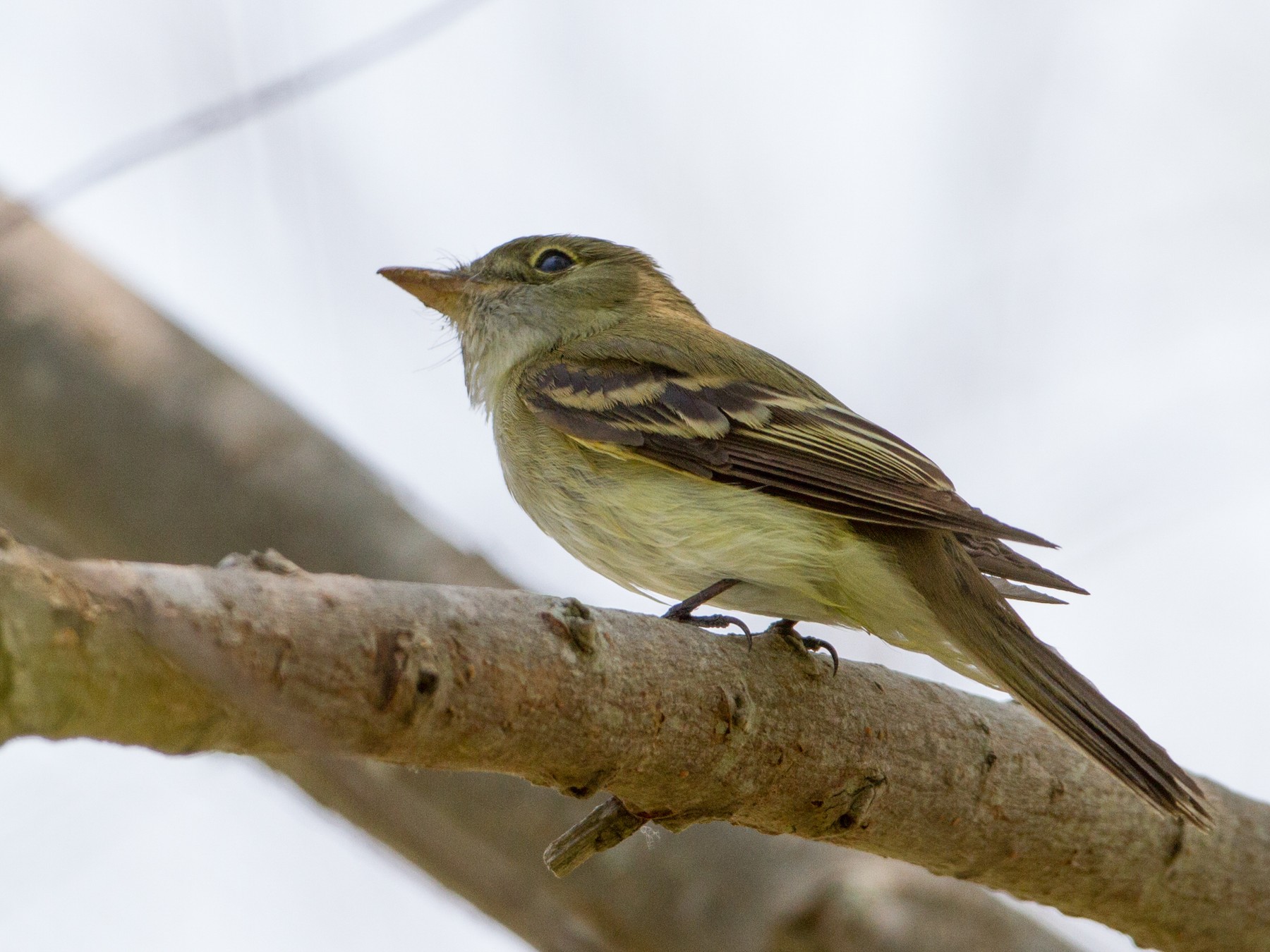 Acadian Flycatcher - Brian Sullivan