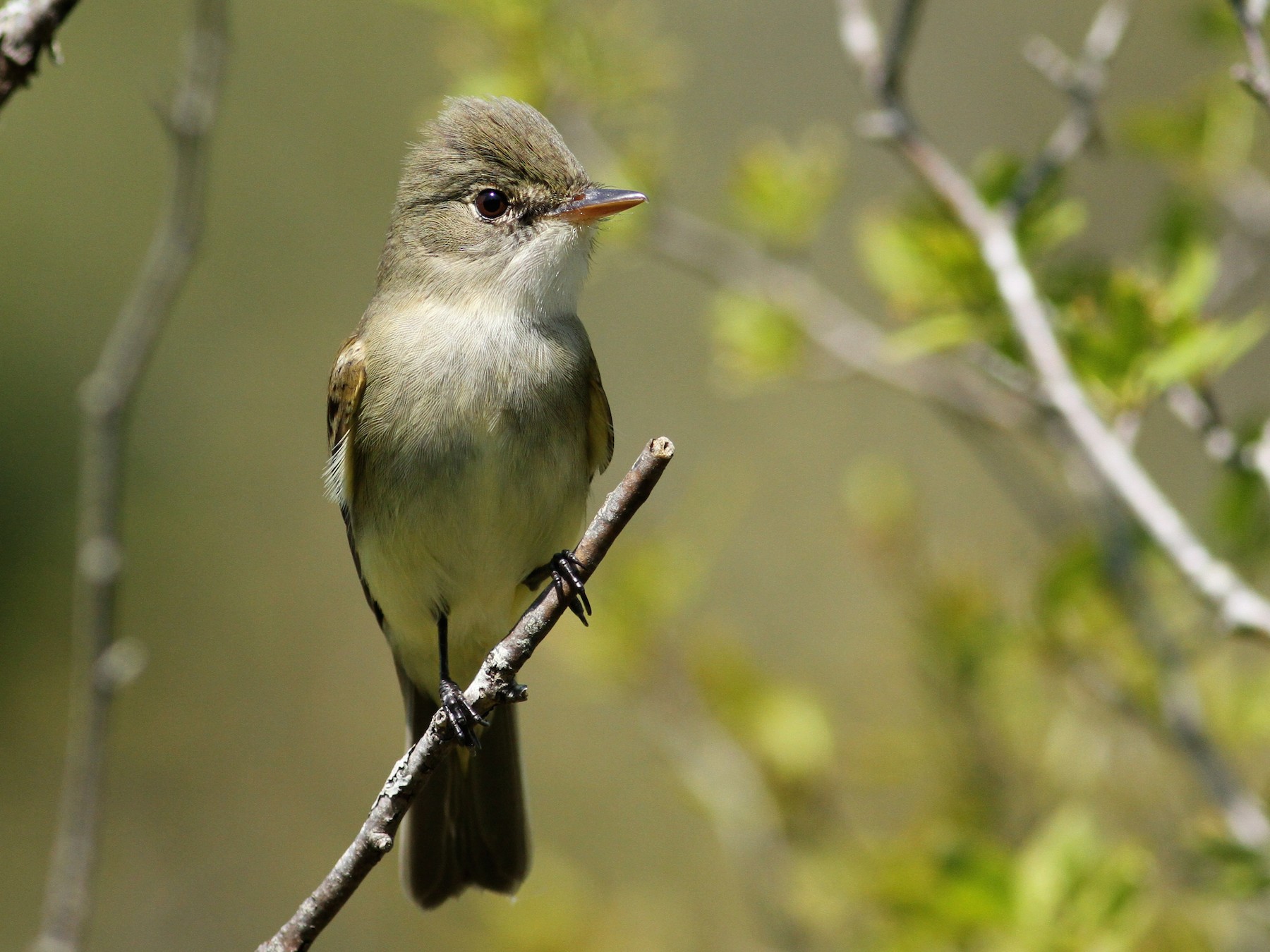 Alder Flycatcher - eBird