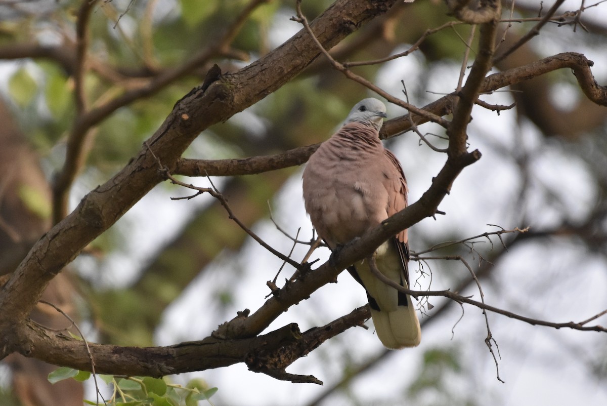Red Collared-Dove - ML328034341