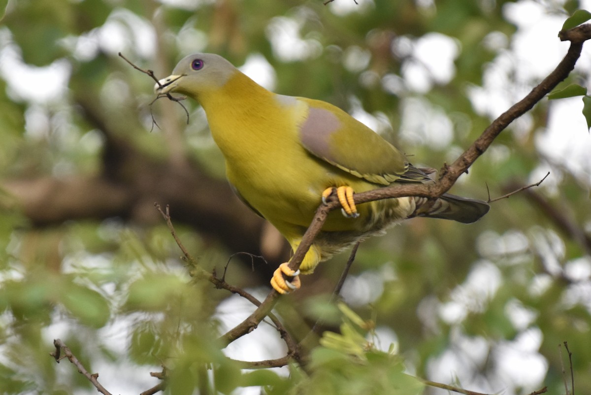 Yellow-footed Green-Pigeon - ML328034601
