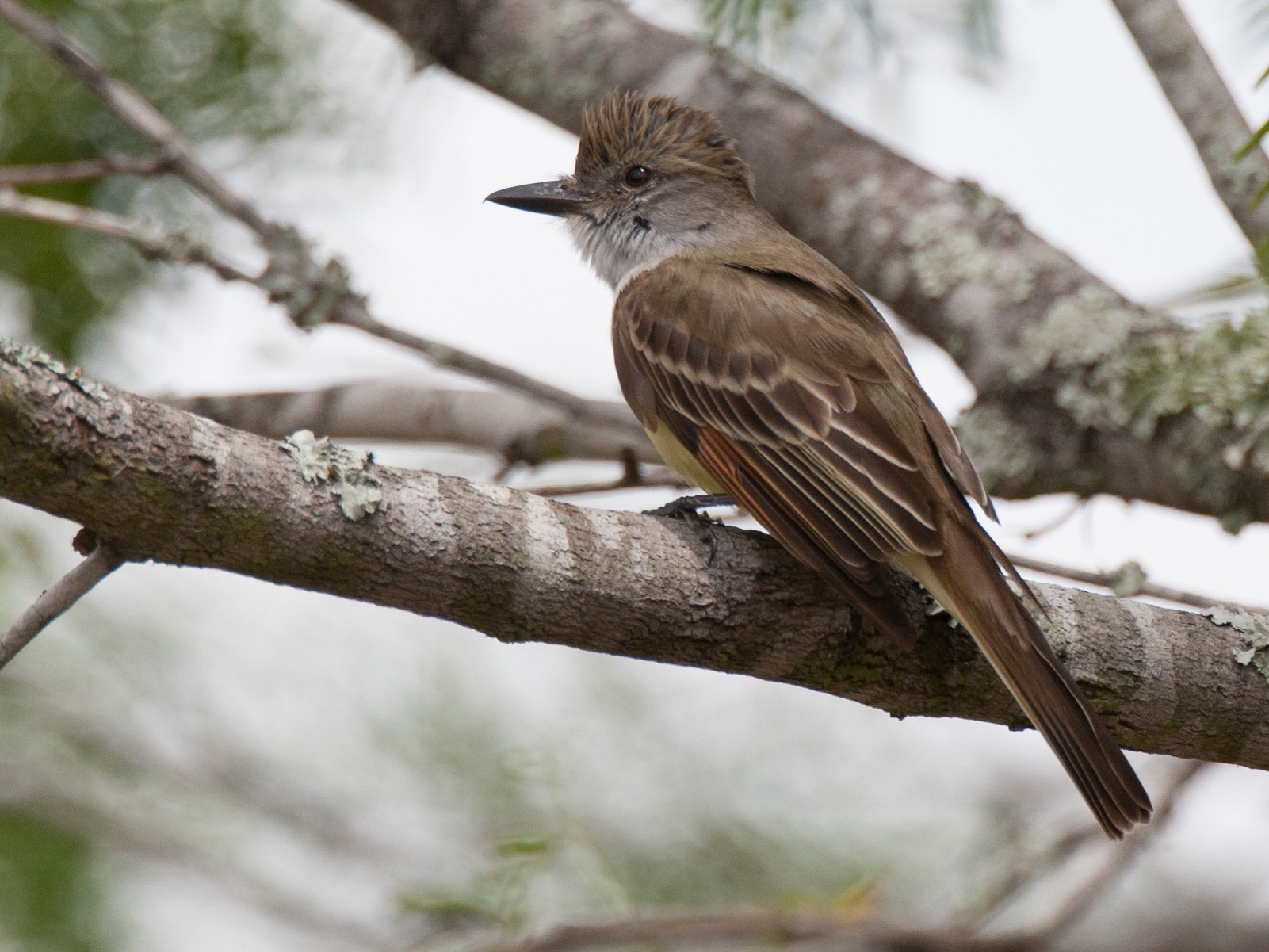 Brown-crested Flycatcher - eBird