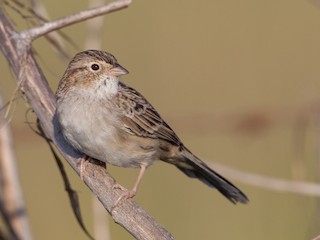 Cassin's Sparrow - Peucaea cassinii - Birds of the World
