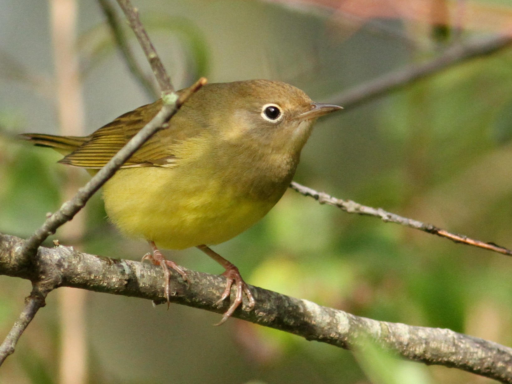 Connecticut Warbler - Anonymous