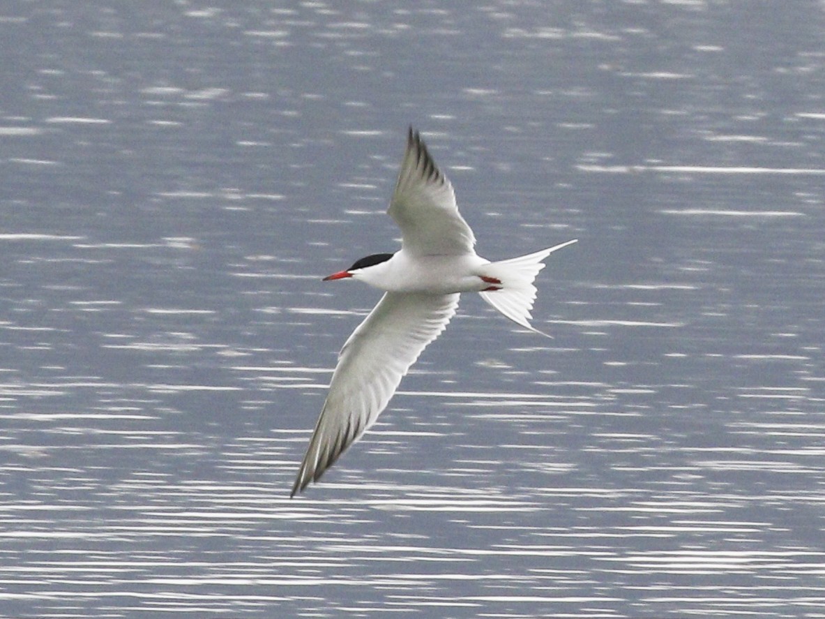 Common Tern - Steven Whitebread