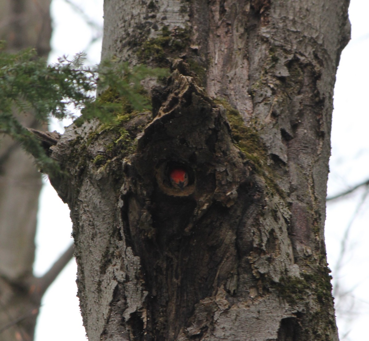 Red-bellied Woodpecker - ML328038361