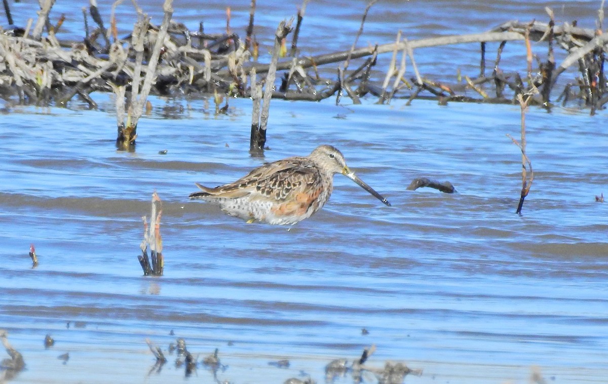 Long-billed Dowitcher - ML328039731