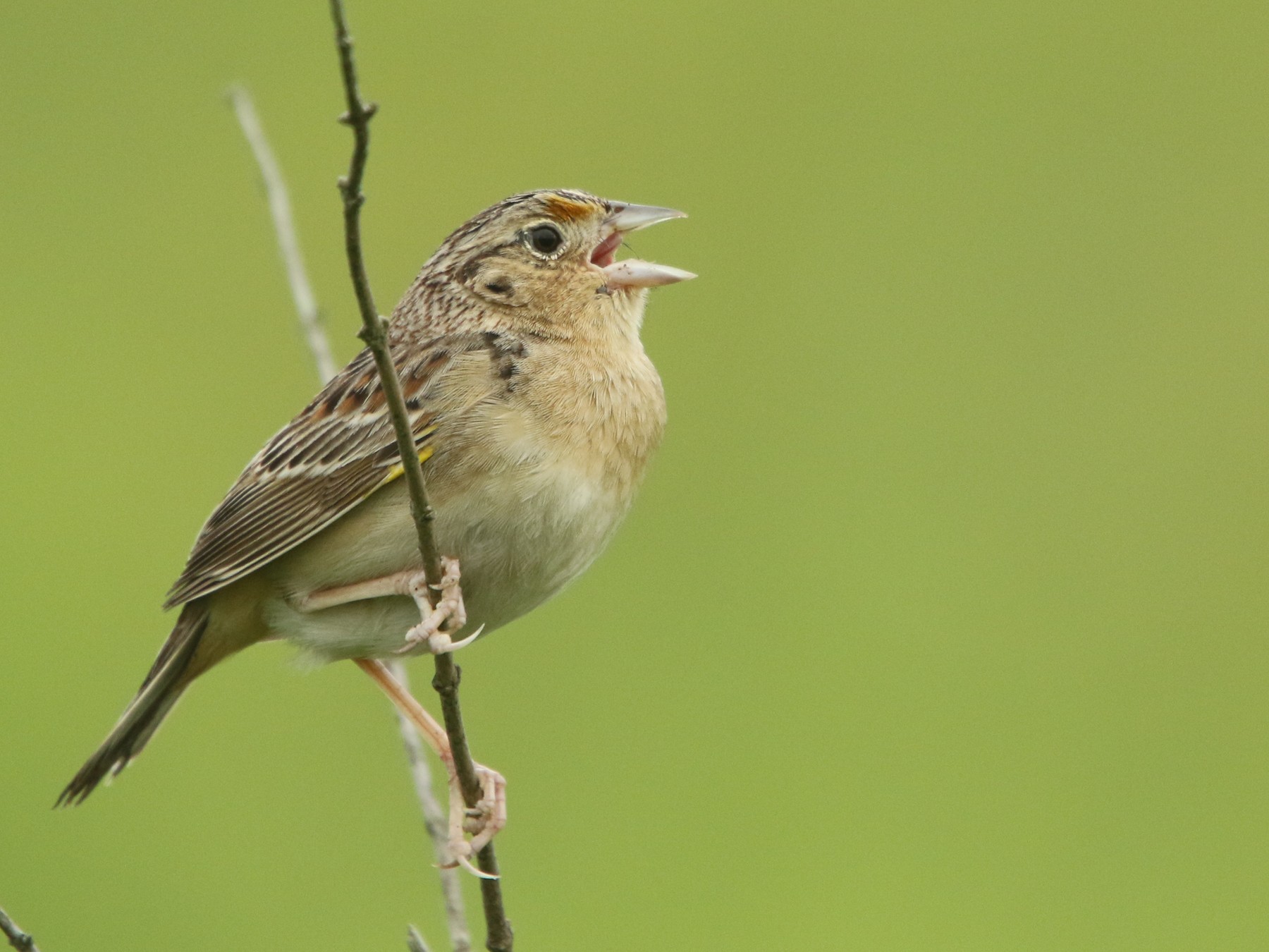 grasshopper-sparrow-virginia-breeding-bird-atlas