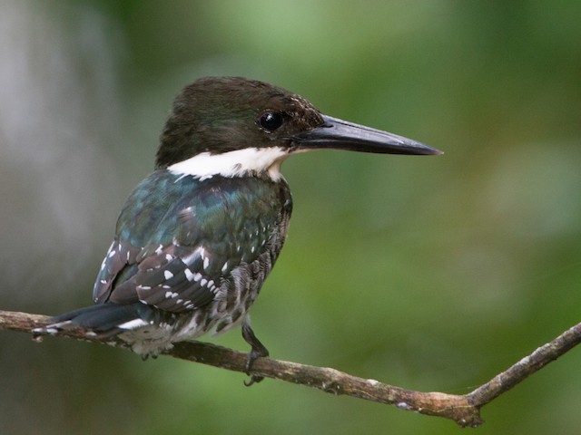 kingfisher bird female
