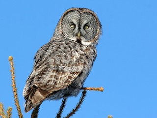 Great Gray Owl - eBird