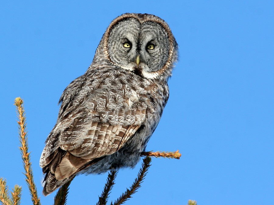 Chouette rayée, Oiseaux