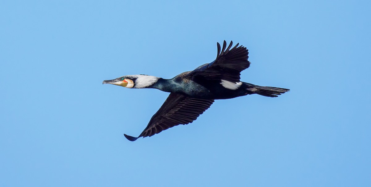 Great Cormorant - Matti Rekilä
