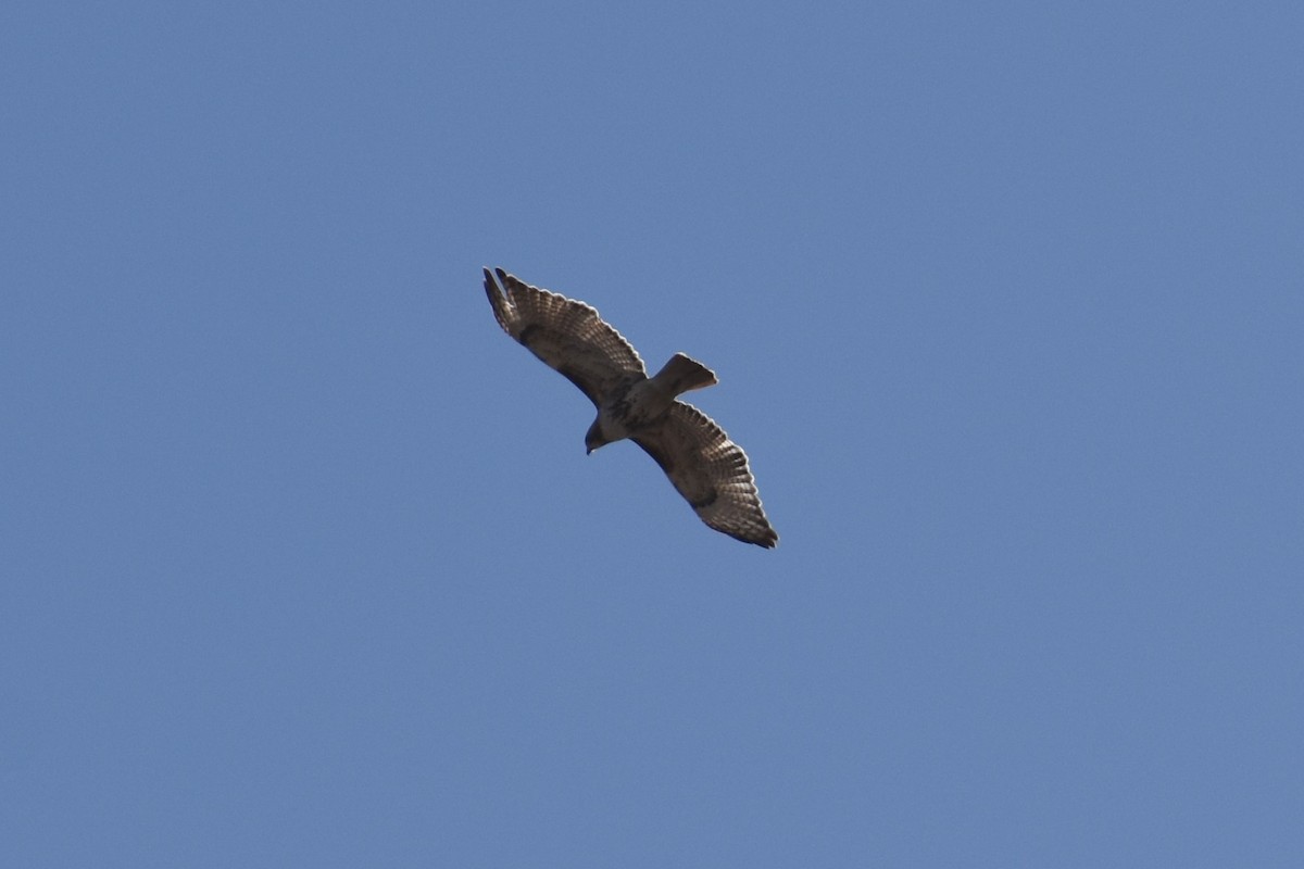 Red-tailed Hawk - ML328054001