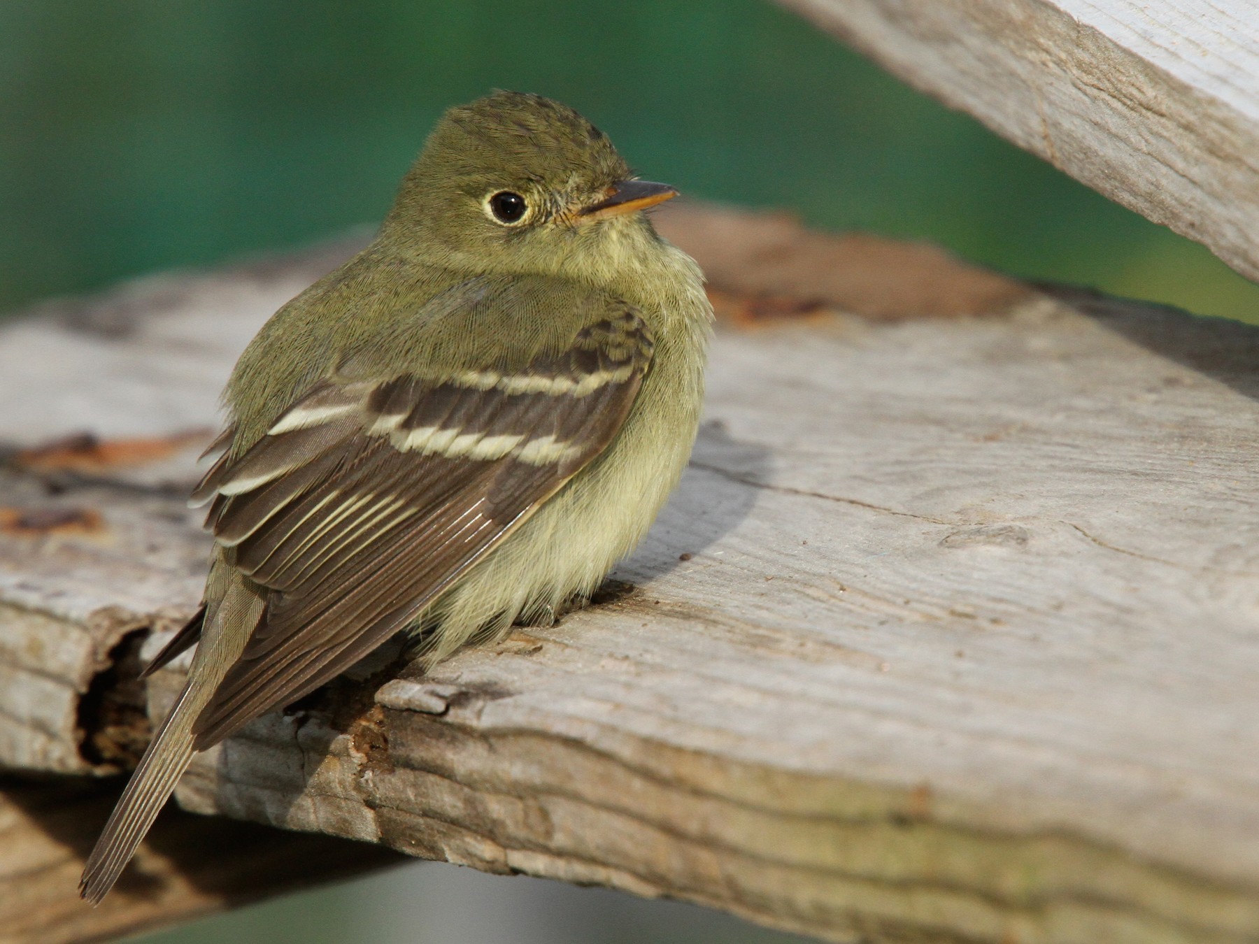 Yellow-bellied Flycatcher - Luke Seitz