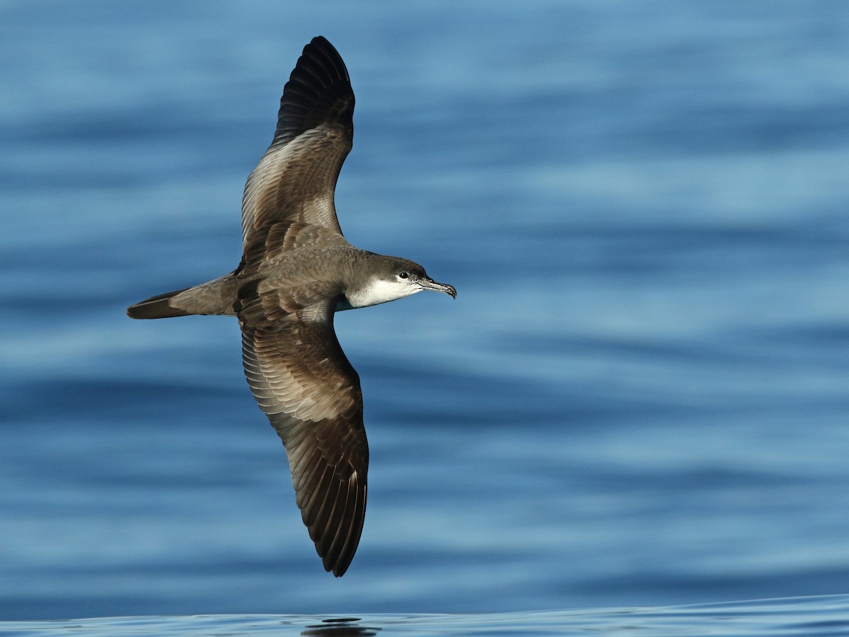 Buller's Shearwater - Ardenna bulleri - Birds of the World