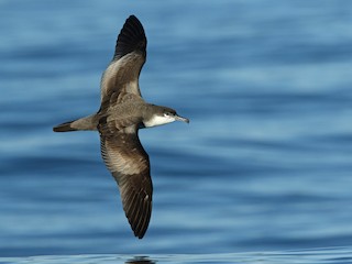  - Buller's Shearwater