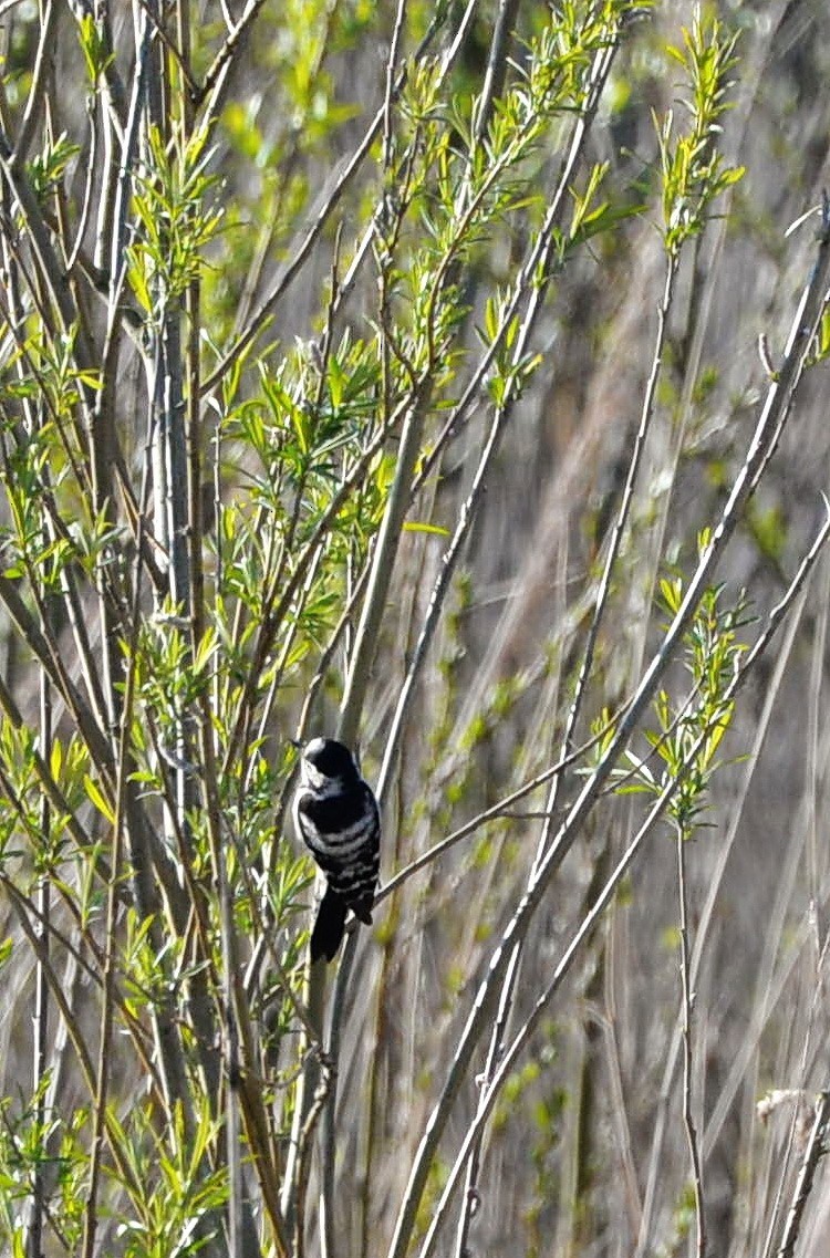Lesser Spotted Woodpecker - Sander Vunderink