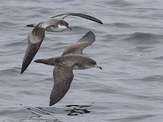 (with Pink-footed Shearwater) - Chris Wood - ML32805641