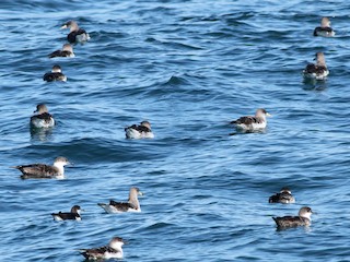 オニミズナギドリ／チチュウカイオニミズナギドリ - eBird