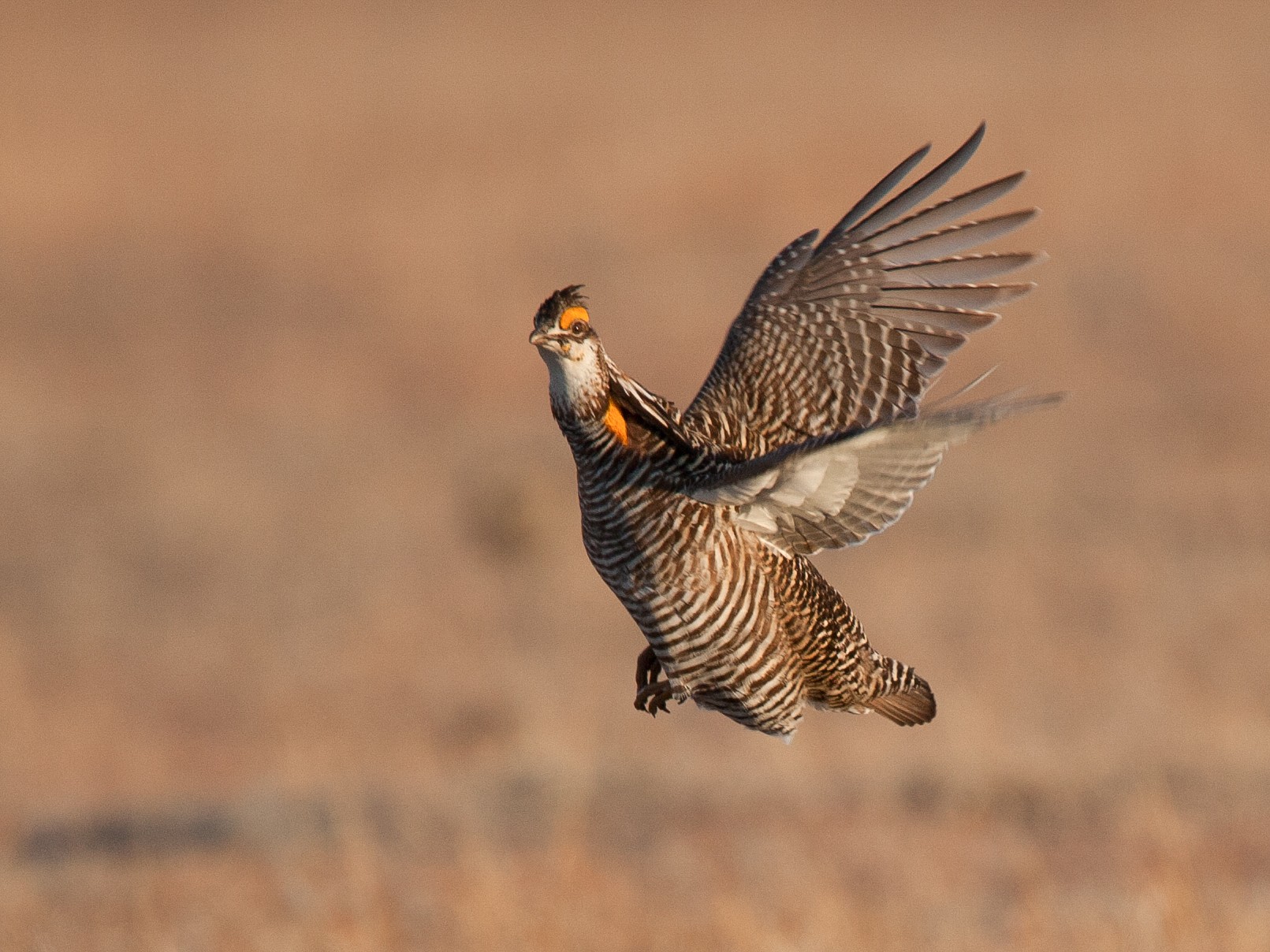 ソウゲンライチョウ Ebird