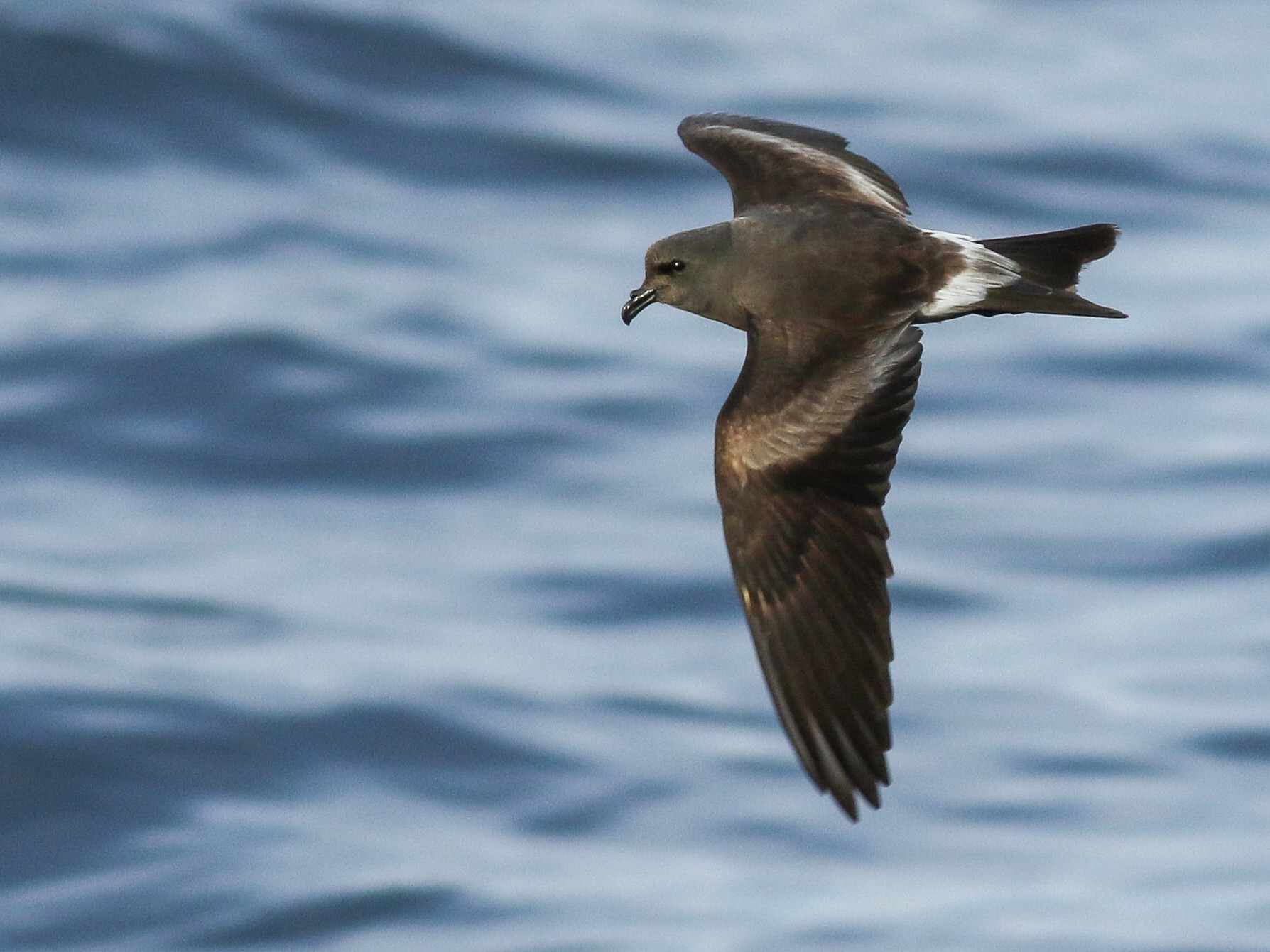 Leach's Storm-Petrel - Luke Seitz