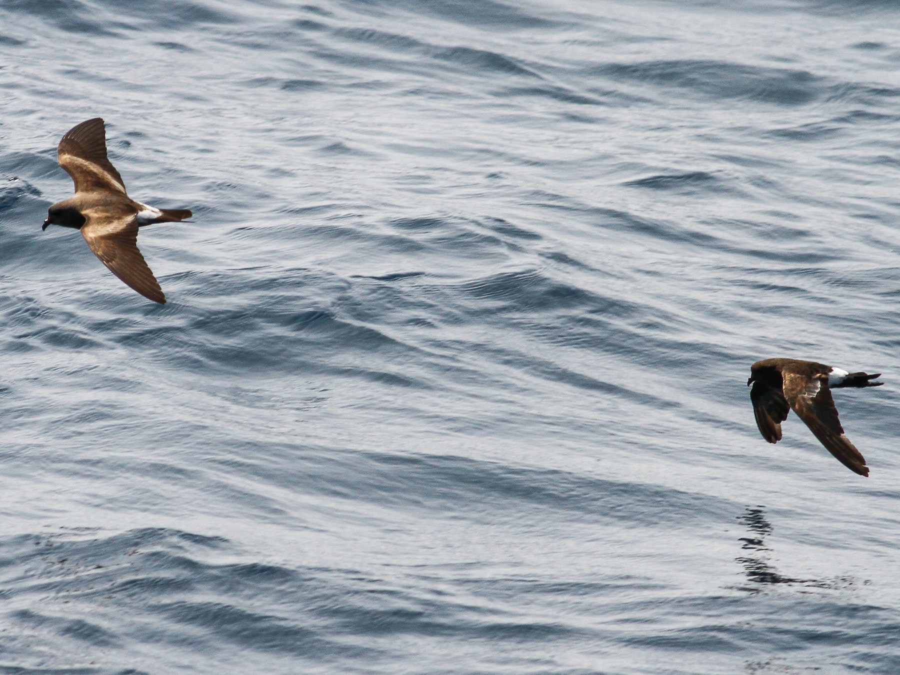 Leach's Storm-Petrel - Luke Seitz