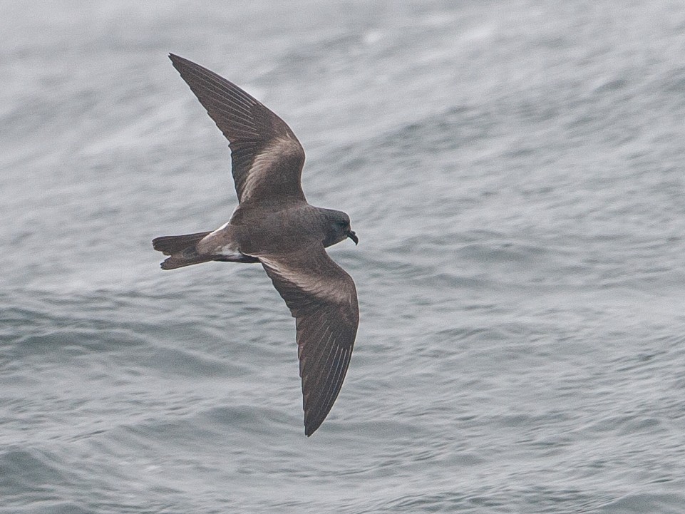 Leach's Storm-Petrel - Brian Sullivan