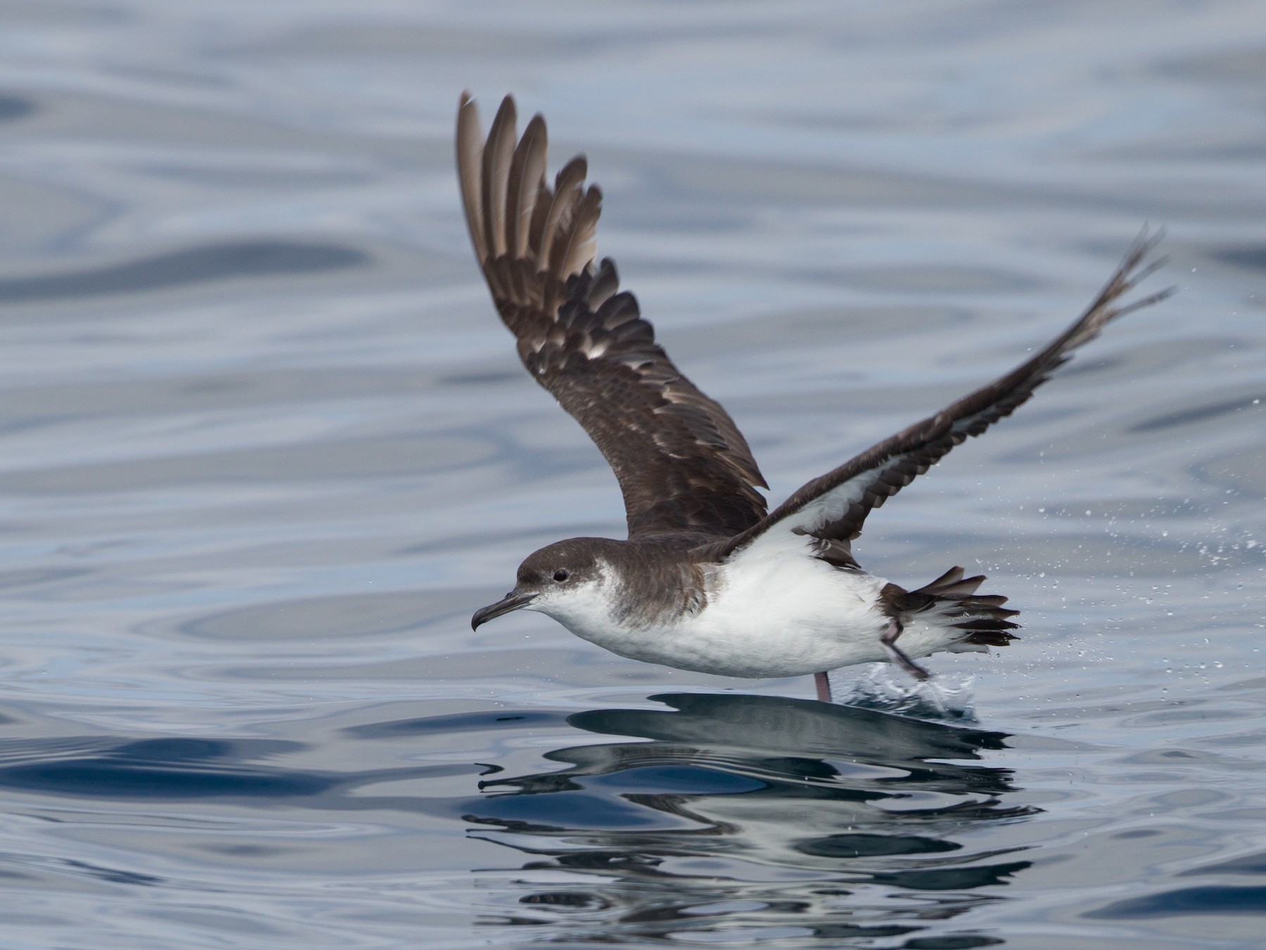 Клинохвостый Буревестник Puffinus